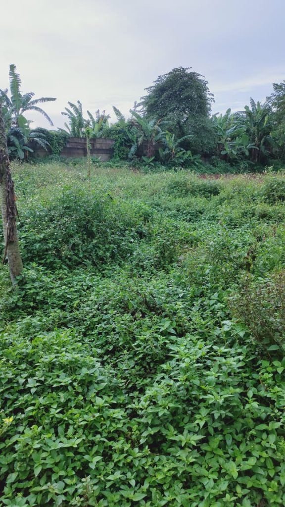 Dijual 1 Tanah 2 Sertifikat 1990M2 di Legok By Rumah Chinida (Dw)