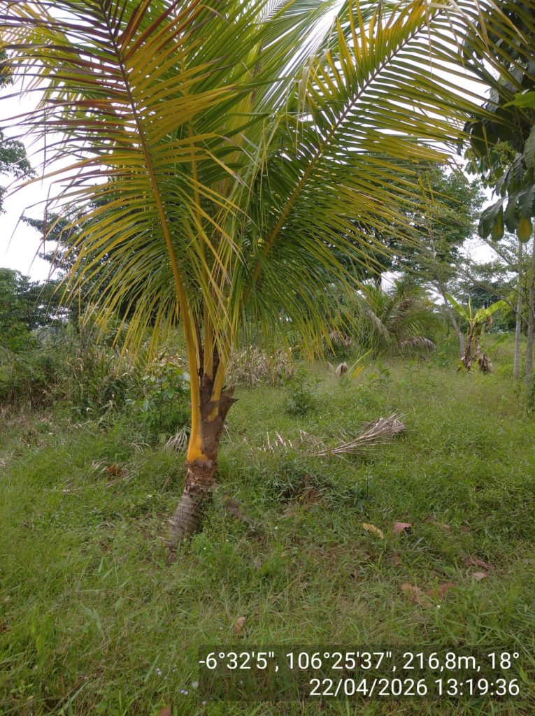 Dijual Tanah Bogor SHM 25 Hektar di Jasinga By Rumah Chinida (Lv)